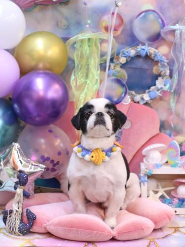 20240821大福くん